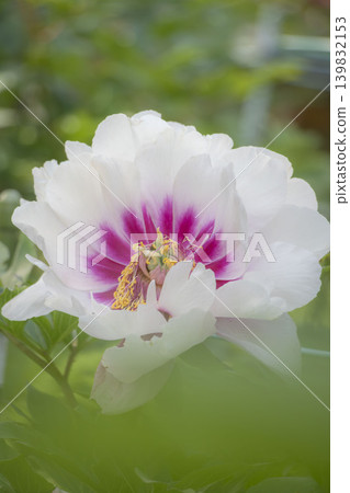 A close-up of vibrant white and pink peony flowers in a Japanese spring scene. A close-up of vibrant white and pink peony flowers in a Japanese spring scene. 139832153