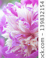 A close-up of a beautiful, lace-like white and pink peony flower in a Japanese spring scene. 139832154