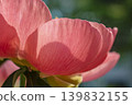 A spring scene in Japan: The light and shadow of a single red peony flower. 139832155