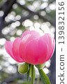 A spring scene in Japan: A close-up of a rounded red peony flower against a backdrop of light. 139832156