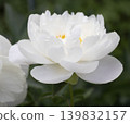 A spring scene in Japan: A close-up of a translucent white peony flower. 139832157
