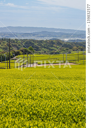 A landscape of tea plantations in Iwata City (Shizuoka Prefecture) A landscape of tea plantations in Iwata City (Shizuoka Prefecture) 139832577
