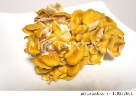 新鮮採摘的玉竹 新鮮採摘的玉竹 139832661