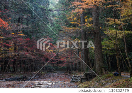 Autumn foliage at Oguni Shrine, Ichinomiya, Totomi Province, Morimachi (Shizuoka Prefecture) Autumn foliage at Oguni Shrine, Ichinomiya, Totomi Province, Morimachi (Shizuoka Prefecture) 139832779