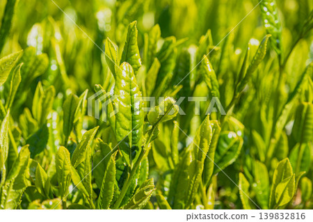 早晨太陽照亮的茶葉 早晨太陽照亮的茶葉 139832816