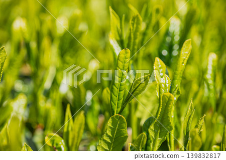 Tea leaves illuminated by the morning sun Tea leaves illuminated by the morning sun 139832817