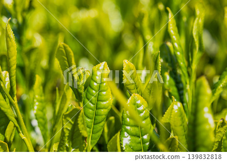茶葉已經出來了。 139832818
