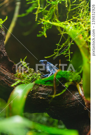 blue poison dart frog sitting on branch in tropical forest blue poison dart frog sitting on branch in tropical forest 139832926