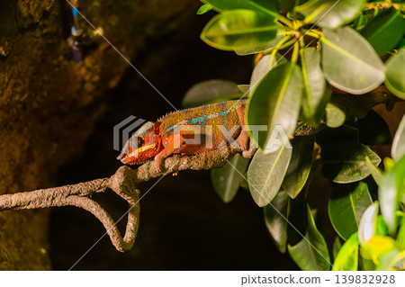 colorful chameleon resting on branch in tropical environment close up colorful chameleon resting on branch in tropical environment close up 139832928