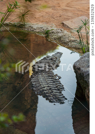 crocodile resting in shallow water near edge of pond in zoo 139832929