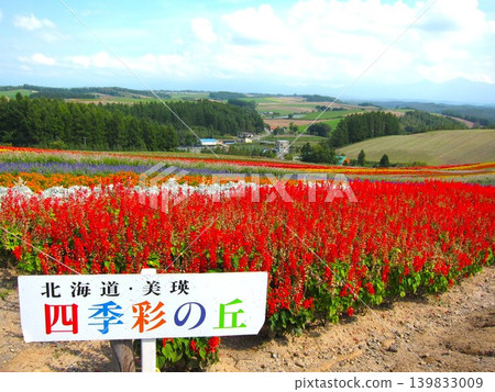 北海道美瑛的彩色山丘 139833009