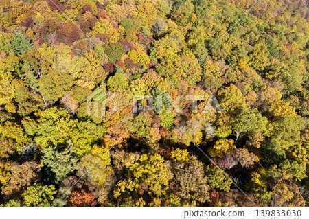 Aerial view of lush forest with colorful canopies in autumn woods on sunny day. Landscape of autumnal wild nature 139833030