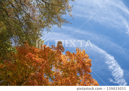 Autumn forest leaves landscape on autumnal background. Colorful foliage in the park Autumn forest leaves landscape on autumnal background. Colorful foliage in the park 139833031