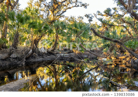 Wild tropical nature with dense green rainforest at sunset. Florida jungles with palm trees, wetland river and vegetation in southern USA Wild tropical nature with dense green rainforest at sunset. Florida jungles with palm trees, wetland river and vegetation in southern USA 139833086