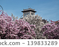Beautiful pink magnolia blossoms in spring with historic building in background 139833289