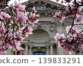 Beautiful pink magnolia blossoms in spring with historic building in background 139833291