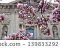 Beautiful pink magnolia blossoms in spring with historic building in background 139833292