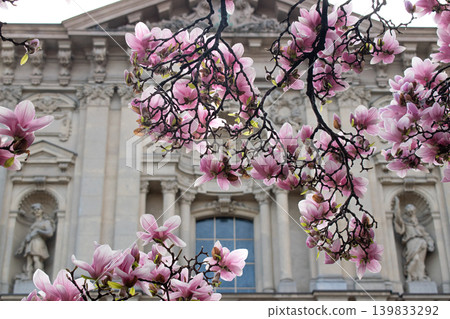 Beautiful pink magnolia blossoms in spring with historic building in background 139833292