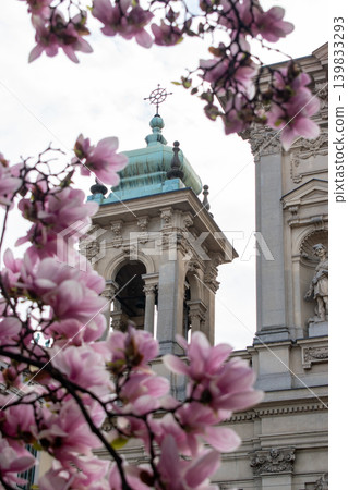 Beautiful pink magnolia blossoms in spring with historic building in background 139833293