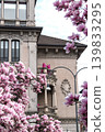 Beautiful pink magnolia blossoms in spring with historic building in background 139833295