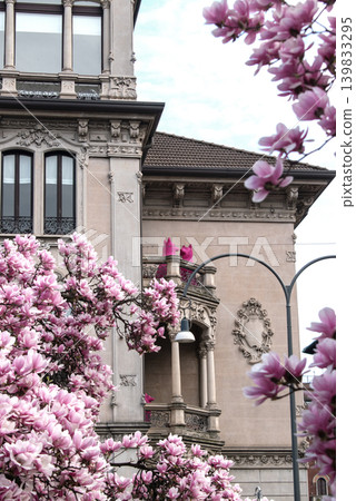 Beautiful pink magnolia blossoms in spring with historic building in background Beautiful pink magnolia blossoms in spring with historic building in background 139833295