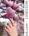 Close up of child hand gently touching blooming pink magnolia flower. Vertical photo. 139833296