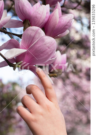 Close up of child hand gently touching blooming pink magnolia flower. Vertical photo. Close up of child hand gently touching blooming pink magnolia flower. Vertical photo. 139833296