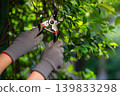 Close-Up of Garden Shears Trimming Bush Branches by Gloved Hands 139833298