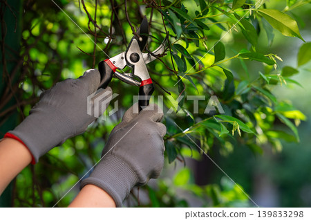 Close-Up of Garden Shears Trimming Bush Branches by Gloved Hands Close-Up of Garden Shears Trimming Bush Branches by Gloved Hands 139833298