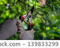 Close-Up of Garden Shears Trimming Bush Branches by Gloved Hands 139833299