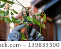 Close-Up of Garden Shears Trimming Bush Branches by Gloved Hands 139833300