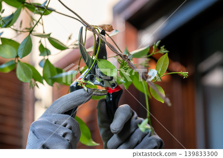 Close-Up of Garden Shears Trimming Bush Branches by Gloved Hands Close-Up of Garden Shears Trimming Bush Branches by Gloved Hands 139833300