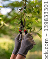Close-Up of Garden Shears Trimming Bush Branches by Gloved Hands 139833301