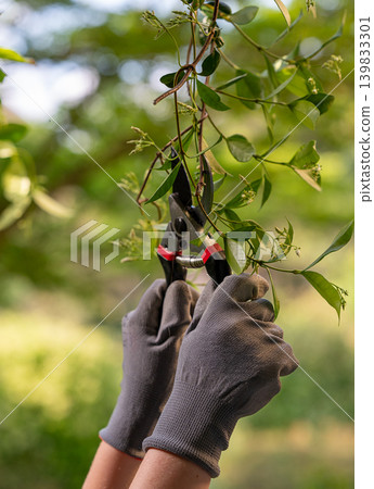 Close-Up of Garden Shears Trimming Bush Branches by Gloved Hands 139833301