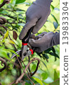 Close-Up of Garden Shears Trimming Bush Branches by Gloved Hands. Vertical photo. 139833304