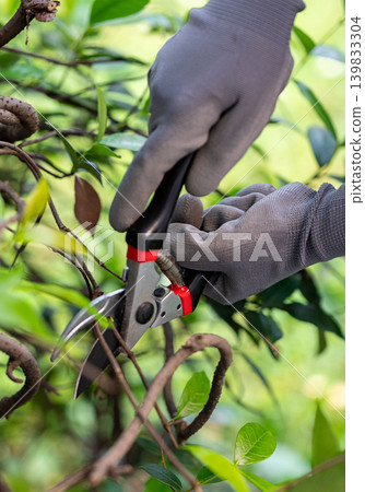 Close-Up of Garden Shears Trimming Bush Branches by Gloved Hands. Vertical photo. Close-Up of Garden Shears Trimming Bush Branches by Gloved Hands. Vertical photo. 139833304