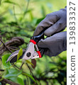 Close-Up of Garden Shears Trimming Bush Branches by Gloved Hands 139833327