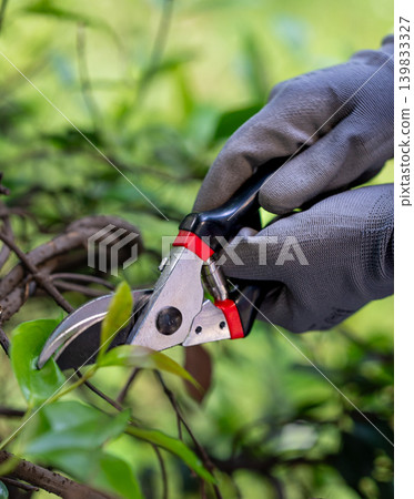 Close-Up of Garden Shears Trimming Bush Branches by Gloved Hands Close-Up of Garden Shears Trimming Bush Branches by Gloved Hands 139833327