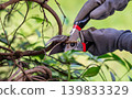 Close-Up of Garden Shears Trimming Bush Branches by Gloved Hands 139833329