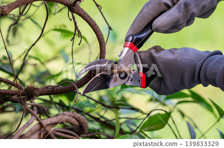 Close-Up of Garden Shears Trimming Bush Branches by Gloved Hands Close-Up of Garden Shears Trimming Bush Branches by Gloved Hands 139833329