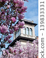 Beautiful pink magnolia blossoms in spring with historic building in background 139833331