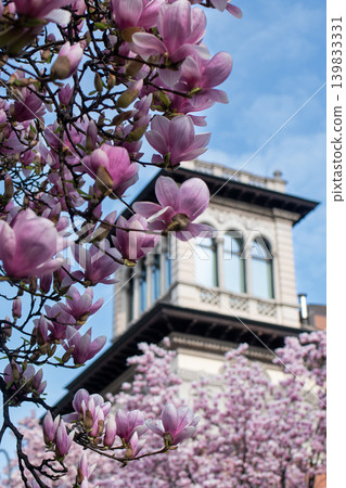 Beautiful pink magnolia blossoms in spring with historic building in background Beautiful pink magnolia blossoms in spring with historic building in background 139833331