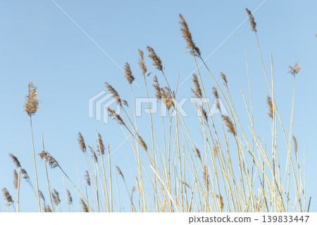 Dry golden reed stalks swaying gracefully under blue sky 139833447