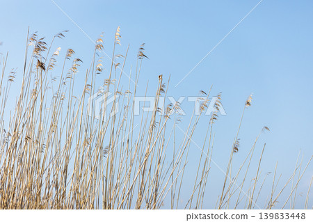 A serene scene of golden reed stalks under blue sky A serene scene of golden reed stalks under blue sky 139833448