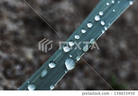 Macro photo of dew drops on a single grass blade 139833450