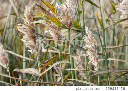 Golden reed grass and fluffy seed heads, close up photo 139833456