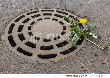 A bright yellow dandelion pushes through the sewer manhole A bright yellow dandelion pushes through the sewer manhole 139833466