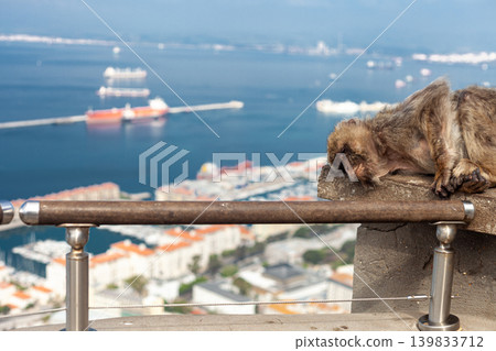 Barbary macaque in Gibraltar with coastal bay landscape behind 139833712