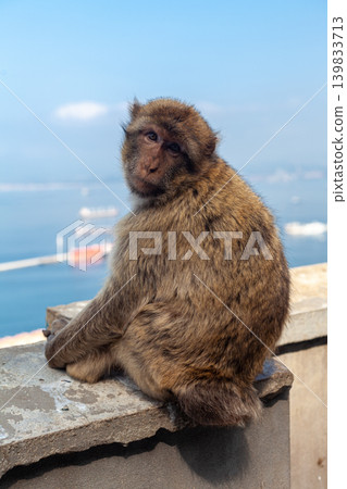 Wild Gibraltar monkey overlooking Bay of Algeciras and coastline Wild Gibraltar monkey overlooking Bay of Algeciras and coastline 139833713