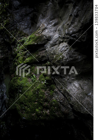 Green and dense forest landscape. Green and dense forest landscape. 139833784